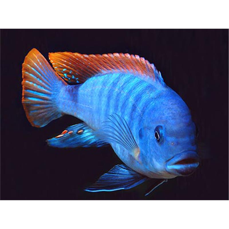 Pseudotropheus greishakei - imagine 4